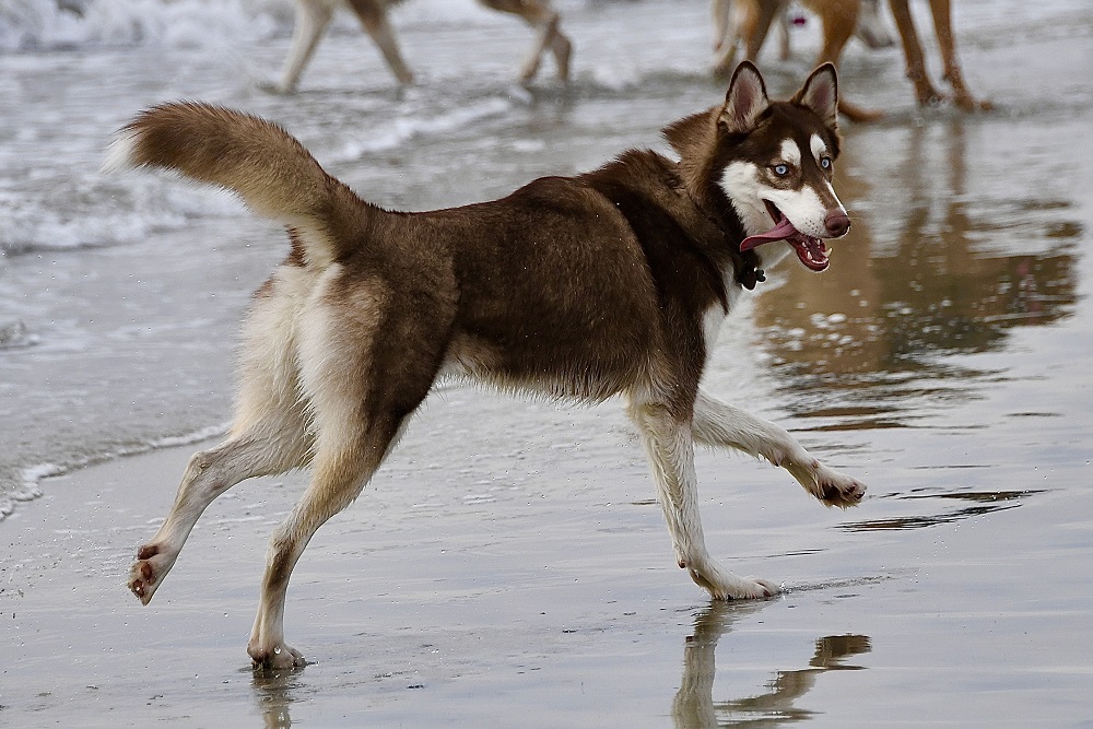 Sun Photo A00044 Happy dog on a beach in Carlsbad CA